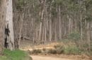 Pyrenees State Forest