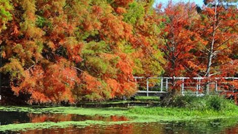 Penshurst Botanic Gardens