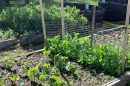 Halls Gap Community Garden