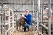 Sheepvention - 2025 Event Dates, Agricultural Show Hamilton, Victoria